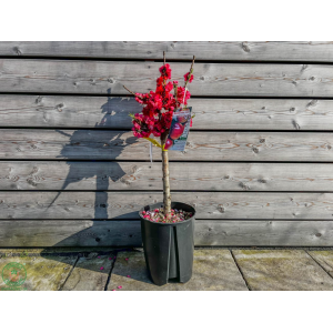 Mini nektárinka nízkokmenná (Prunus Nucipersica) ´RUBIS´® - stredne skorá, výška 70-90 cm, kont. C10L                        